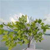 Sư Tử 