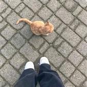 liên đ