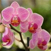 Mậu B