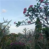Dự đoá