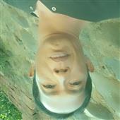 Vệ thầ