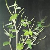 Lịch t