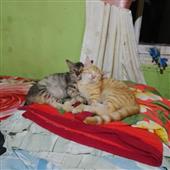 3 Chú 