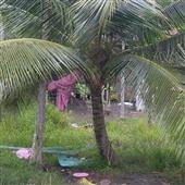 Trang 
