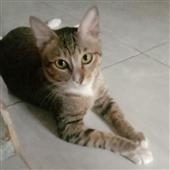 Trứng 