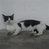 Giải v