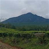 Sân cầ