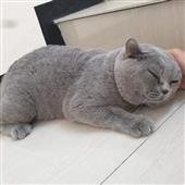 Thần s