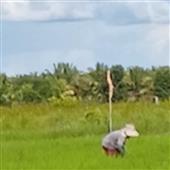 Yêu Ti
