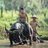 Kèo tỷ