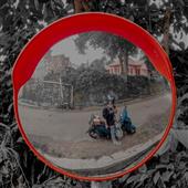 Đấu bò