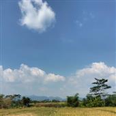 Giấc M
