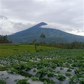 Chú dơ
