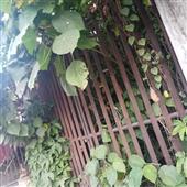 App cờ