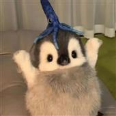 Kèo bó