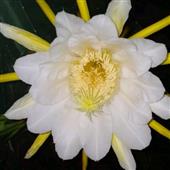 Starli
