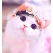 Luật P