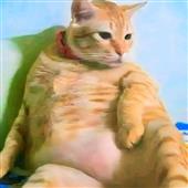 Mắt Bã
