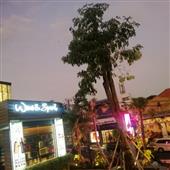 Thần t