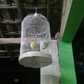 Động v
