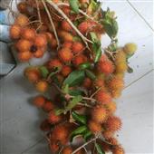 Cá cượ