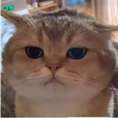 Kèo bó