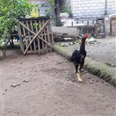 Vương 